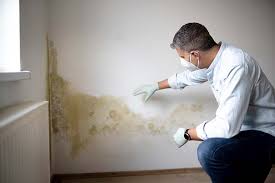 Trusted East Niles, CA Mold Removal Experts